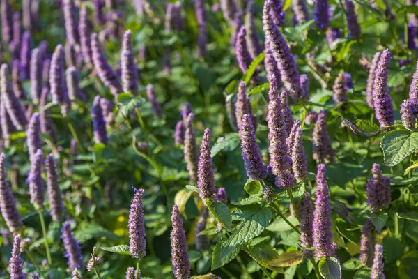 紫のフェンネル美しい開花多年生草本植物アガスタッシュ フォニクスラム ストック画像