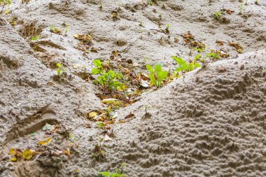 Sarı kum, sonbahar yaprakları ve bitkilerin dokulu olmayan yüzeyi