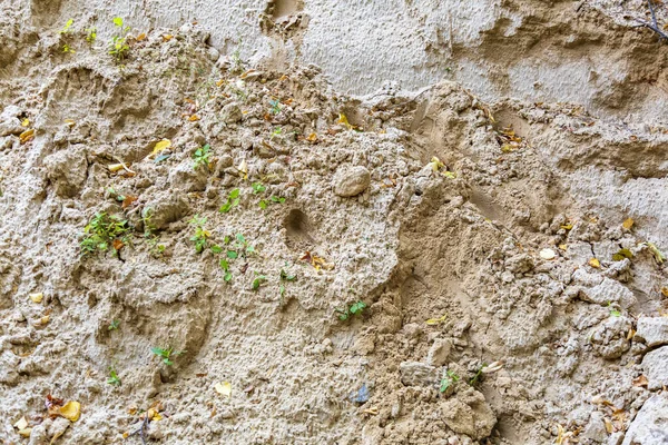 Surface Texturée Inégale Mélange Sable Jaune Feuilles Automne Plantes — Photo