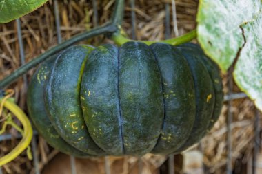 Cadılar Bayramı 'nın sembolü olarak çiftliğin arka bahçesinde sonbahar balkabağı