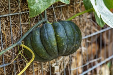 Cadılar Bayramı 'nın sembolü olarak çiftliğin arka bahçesinde sonbahar balkabağı