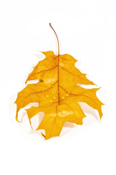 Bright Dry Maple Leaf Autumn Leaf Fall White Background — Stock Photo, Image