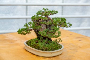 Japon Bonsai geleneklerine göre tepside yetişen minyatür bitki.