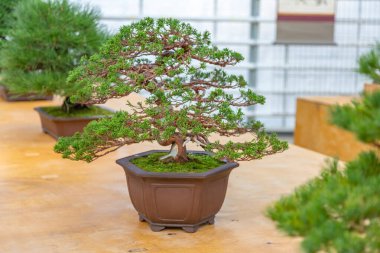 Japon Bonsai geleneklerine göre tepside yetişen minyatür bitki.