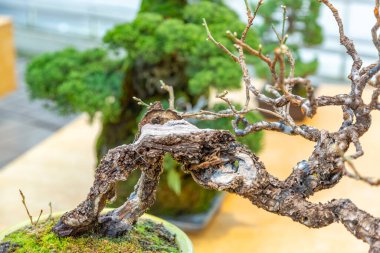 Japon Bonsai geleneklerine göre tepside yetişen minyatür bitki.