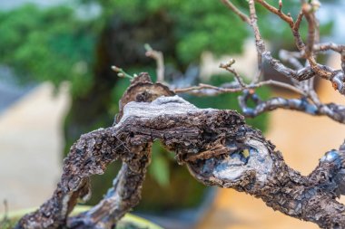 Japon Bonsai geleneklerine göre tepside yetişen minyatür bitki.