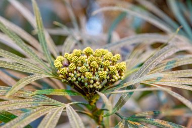 Parlak kış çiçekleri botanik bahçesinde çiçek açtı.