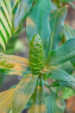 Parlak kış çiçekleri botanik bahçesinde çiçek açtı.