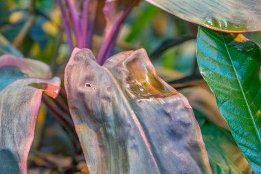 Seradaki egzotik bir bitkinin kalın, sulu yaprağına yakın.