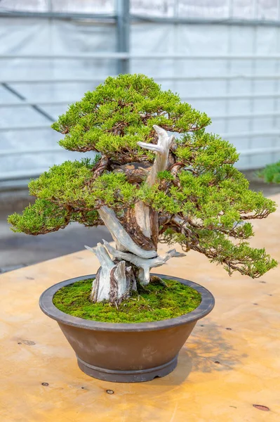 Planta Miniatura Cultivada Uma Bandeja Acordo Com Tradições Japonesas Bonsai — Fotografia de Stock