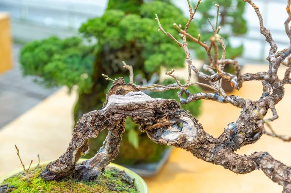 Planta Miniatura Cultivada Uma Bandeja Acordo Com Tradições Japonesas Bonsai — Fotografia de Stock