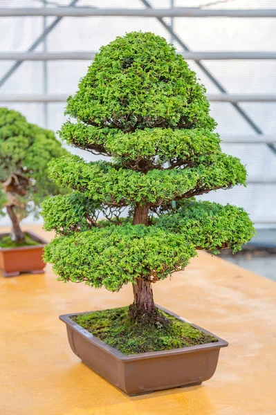 Planta Miniatura Cultivada Uma Bandeja Acordo Com Tradições Japonesas Bonsai — Fotografia de Stock