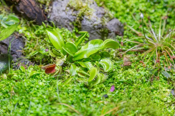 Seradaki Egzotik Bir Bitkinin Kalın Sulu Yaprağına Yakın — Stok fotoğraf