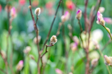 A pussy-willow branch with a blossoming bud. Woody plant of the Salicaceae family. Easter symbol in Orthodox Christians