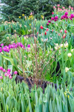 A pussy-willow branch with a blossoming bud. Woody plant of the Salicaceae family. Easter symbol in Orthodox Christians