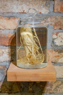 Şeffaf cam bir kavanozda büyük bir ginseng kökü. Oda dekorasyonu ve iç tasarım fikri