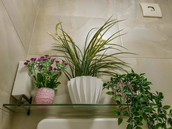 房间和公寓室内装饰中美丽的塑料植物 — 图库照片