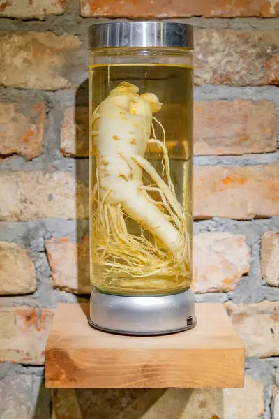 Μεγάλη Ρίζα Ginseng Ένα Διαφανές Γυάλινο Βάζο Ιδέα Της Διακόσμησης — Φωτογραφία Αρχείου