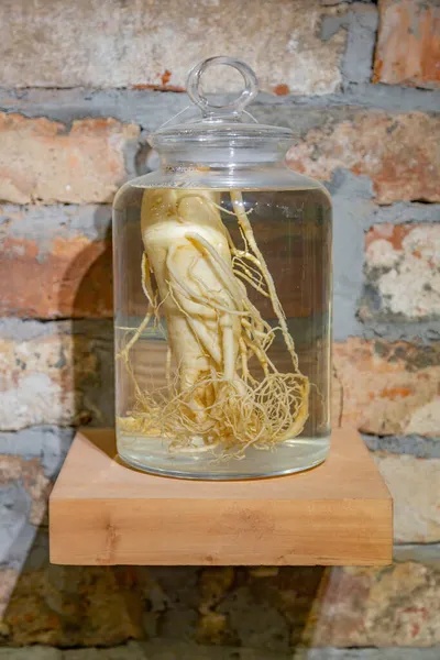 Şeffaf cam bir kavanozda büyük bir ginseng kökü. Oda dekorasyonu ve iç tasarım fikri