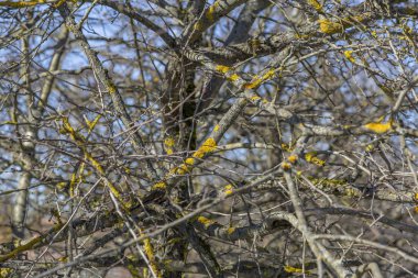 İlkbaharın başlarında bir şehir parkında dallarda parlak sarı yosunlarla solmuş olağandışı çalılar.
