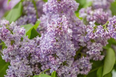 Yeşil yapraklı leylak çalılar ve çiçek açan çiçekler.