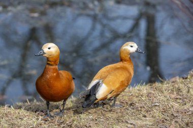 Şehir parkında yeşil çimlerde kahverengi beyaz kadın ördek