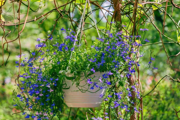 Pote Plantas Ornamentais Pendurado Quintal Dia Ensolarado Verão — Fotografia de Stock