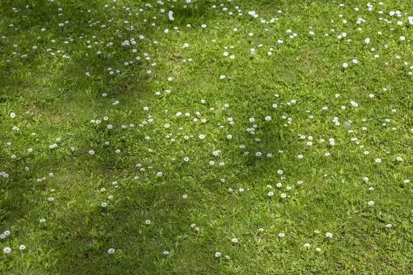 Яскраві Лугові Квіти Цвітуть Літньому Полі Сонячний День — стокове фото