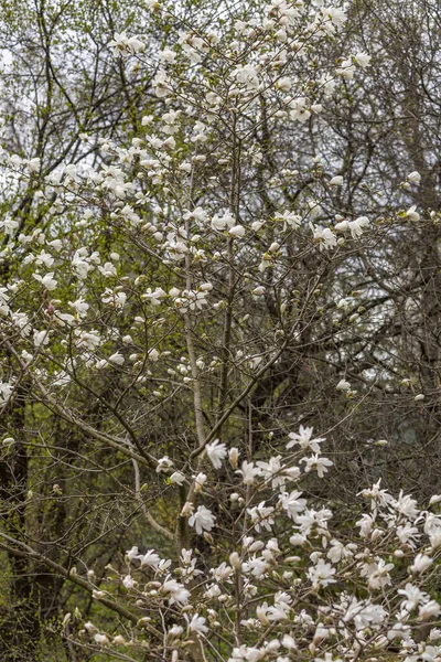 Eerste Lentebloemen Bloeien Botanische Tuin Van Stad — Stockfoto