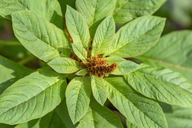 Bir yaz parkında Amaranthaceae ailesinin parlak yeşil Amaranthus 'u