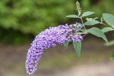 Buddleja. Buddlejaceae ailesinin güzel, parlak yaz çiçeği.