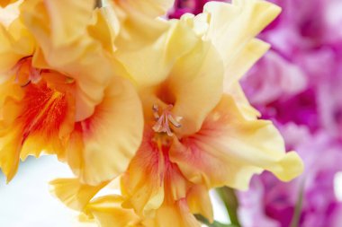 Gladiolus. Iridaceae ailesinin güzel açan parlak yaz çiçeği.