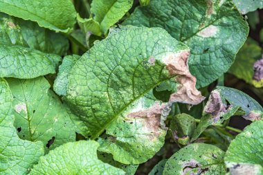 Yeşil bir bitkinin kurumuş yaprağı. Böcek ilaçlarıyla yapılan kimyasal tedavinin sonuçları