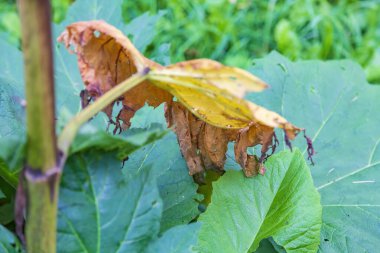 Yeşil bir bitkinin kurumuş yaprağı. Böcek ilaçlarıyla yapılan kimyasal tedavinin sonuçları