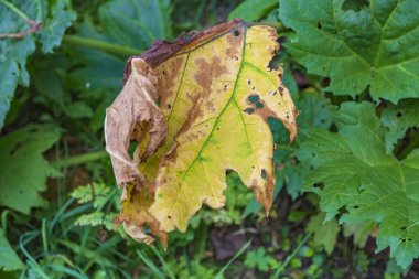 Yeşil bir bitkinin kurumuş yaprağı. Böcek ilaçlarıyla yapılan kimyasal tedavinin sonuçları