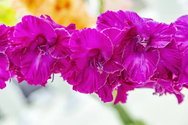 Gladiolus Beautiful Flowering Bright Summer Flower Iridaceae Family — Stock Photo, Image