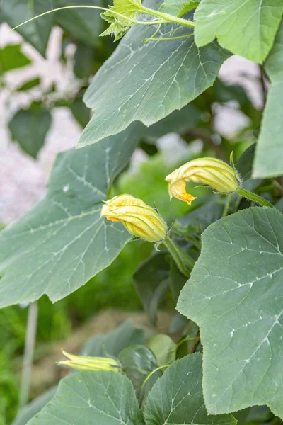 Yaygın Balkabağı Cucurbita Peposu Yaz Başlangıcında Cucurbitaceae Familyasından Bir Bitkinin — Stok fotoğraf