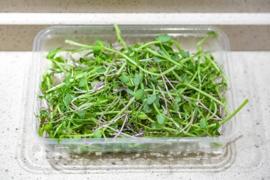 Şeffaf plastik tepside parlak taze mikroyeşiller. Salatalarda, çorbalarda, kokteyllerde, içeceklerde ve diğer içeceklerde ve yemeklerde kullanılır.