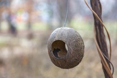 Bir sonbahar parkında ağaçta asılı duran el yapımı kuş yemi.