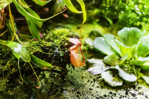 Plante Carnivore Vive Nepenthes Famille Nepenthaceae Dans Une Serre Tropicale — Photo