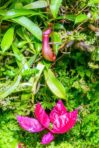 Vivid Carnivorous Plant Nepenthes Family Nepenthaceae Tropical Greenhouse — Stock Photo, Image