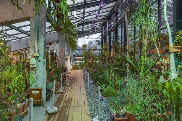2021年11月29日 俄罗斯莫斯科 Aptekarskiy Ogorod 公立大学植物园 富饶的温室内部 — 图库照片