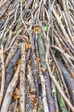 Sonbahar bahçesinde ya da arka bahçede kuru dallardan ev yapımı bir sanat kompozisyonu oluşturma fikri