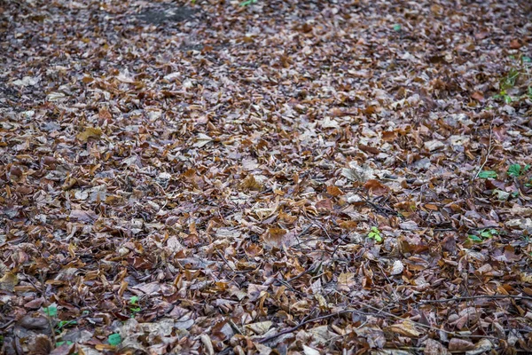 Folhas Caídas Brilhantes Cor Dourada Chão Outono — Fotografia de Stock
