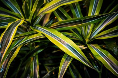Asparagaceae ailesinin daimi yeşil bitkisinin parlak sulu yaprakları. Tropikal Afrika 'da yaygın