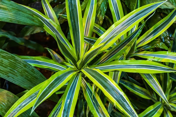 Világos Lédús Levelek Örökzöld Növény Dracaena Illatok Spárga Család Trópusi — Stock Fotó
