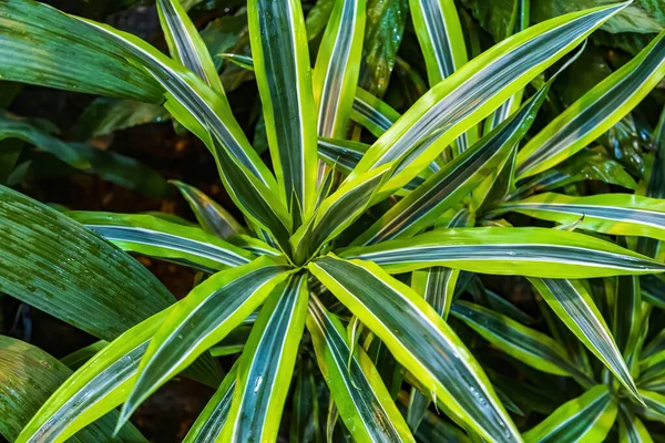 Asparagaceae ailesinin daimi yeşil bitkisinin parlak sulu yaprakları. Tropikal Afrika 'da yaygın