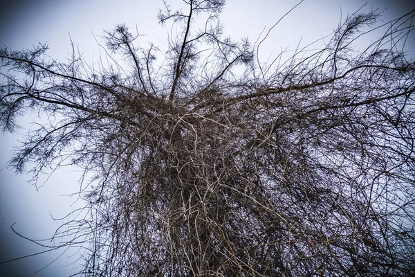 Ungewöhnliche Äste Eines Trockenen Laubbaums Vor Einem Wolkenlosen Himmel — Stockfoto