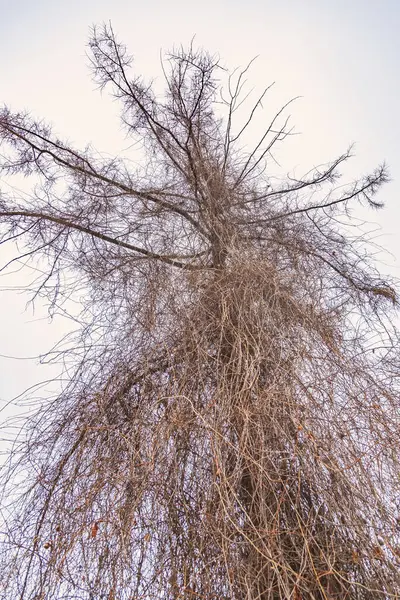 Ramos Incomuns Uma Árvore Caduca Seca Contra Céu Sem Nuvens — Fotografia de Stock