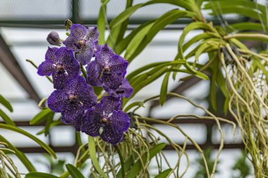 Serada kışın açan güzel bir çiçeğin resmedilmiş hali.